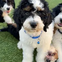 Blue collar male, a male Miniature Bernedoodle for sale in Wildomar, CA – Photo 9 of 10