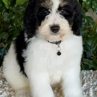 Blue collar male, a male Miniature Bernedoodle for sale in Wildomar, CA – Photo 1 of 10