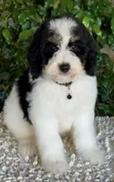 Blue collar male, a male Miniature Bernedoodle for sale in Wildomar, CA – Photo 1 of 10
