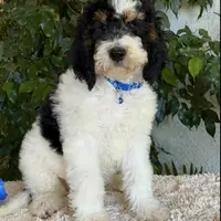 Blue collar male, a male Miniature Bernedoodle for sale in Wildomar, CA – Photo 3 of 10