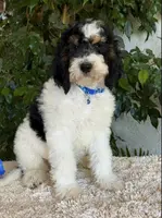 Blue collar male, a male Miniature Bernedoodle for sale in Wildomar, CA – Photo 3 of 10