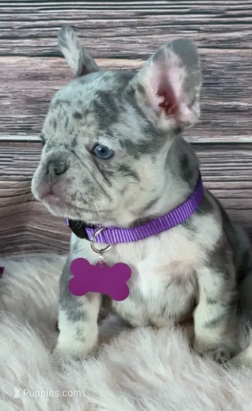 Purple Collar – French Bulldog puppy for sale in Wildomar, CA