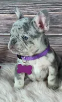 Purple Collar, a female French Bulldog for sale in Wildomar, CA – 1 of 8