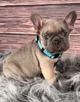 Teal collar, a male French Bulldog for sale in Wildomar, CA – 3 of 6