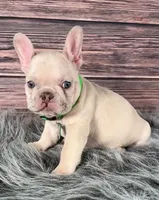 Green Collar, a male French Bulldog for sale in Wildomar, CA – 6 of 8