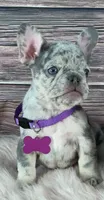 Purple Collar, a female French Bulldog for sale in Wildomar, CA – 8 of 8