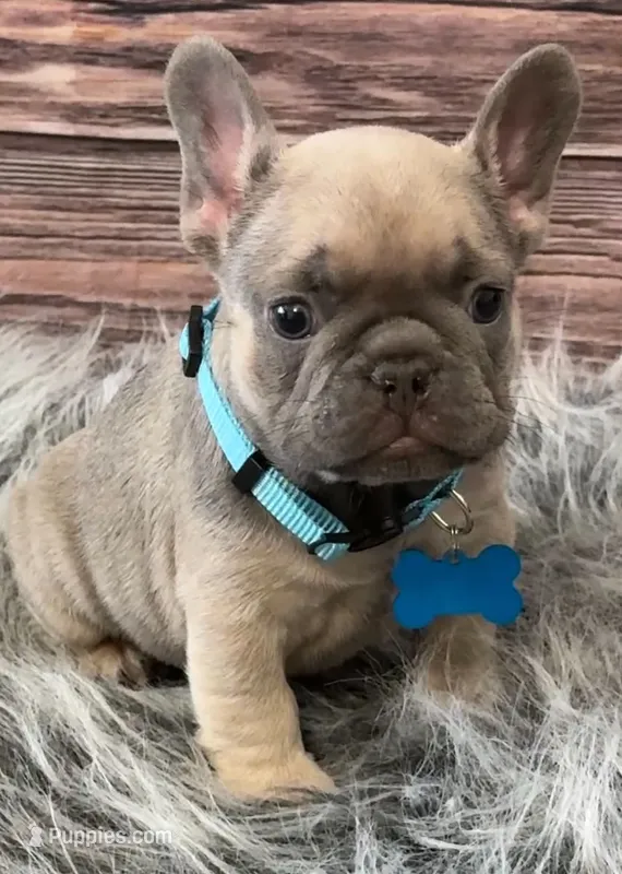 Teal collar – French Bulldog puppy for sale in Wildomar, CA