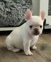 PEARL, a female French Bulldog for sale in Wildomar, CA – 2 of 4