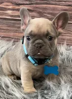 Teal collar, a male French Bulldog for sale in Wildomar, CA – 2 of 6