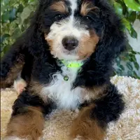 Green Collar Male, a male Miniature Bernedoodle for sale in Wildomar, CA – Photo 5 of 10