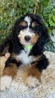 Green Collar Male, a male Miniature Bernedoodle for sale in Wildomar, CA – Photo 5 of 10