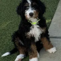 Green Collar Male, a male Miniature Bernedoodle for sale in Wildomar, CA – Photo 4 of 10