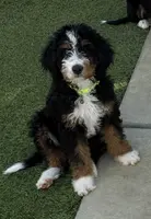 Green Collar Male, a male Miniature Bernedoodle for sale in Wildomar, CA – Photo 4 of 10