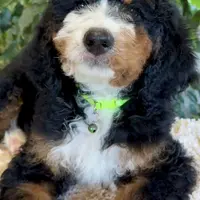 Green Collar Male, a male Miniature Bernedoodle for sale in Wildomar, CA – Photo 3 of 10