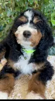 Green Collar Male, a male Miniature Bernedoodle for sale in Wildomar, CA – Photo 3 of 10
