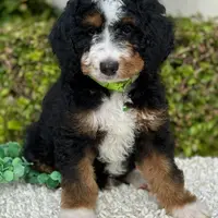 Green Collar Male, a male Miniature Bernedoodle for sale in Wildomar, CA – Photo 7 of 10