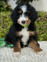 Green Collar Male, a male Miniature Bernedoodle for sale in Wildomar, CA – Photo 7 of 10
