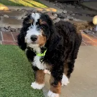 Green Collar Male, a male Miniature Bernedoodle for sale in Wildomar, CA – Photo 9 of 10