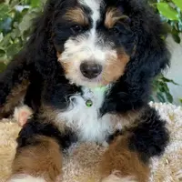 Green Collar Male, a male Miniature Bernedoodle for sale in Wildomar, CA – Photo 2 of 10
