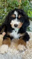 Green Collar Male, a male Miniature Bernedoodle for sale in Wildomar, CA – Photo 2 of 10