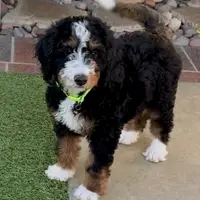 Green Collar Male, a male Miniature Bernedoodle for sale in Wildomar, CA – Photo 1 of 10