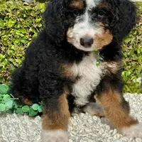Green Collar Male, a male Miniature Bernedoodle for sale in Wildomar, CA – Photo 6 of 10