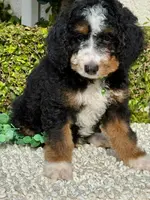 Green Collar Male, a male Miniature Bernedoodle for sale in Wildomar, CA – Photo 6 of 10