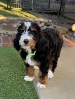 Green Collar Male, a male Miniature Bernedoodle for sale in Wildomar, CA – Photo 8 of 10
