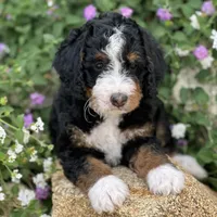 Green Collar Male, a male Miniature Bernedoodle for sale in Wildomar, CA – Photo 10 of 10