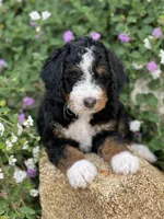 Green Collar Male, a male Miniature Bernedoodle for sale in Wildomar, CA – Photo 10 of 10