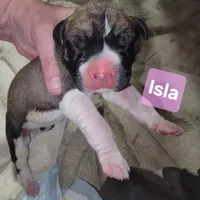 Isla, a female Great Dane for sale in Prospect, TN – 1 of 4
