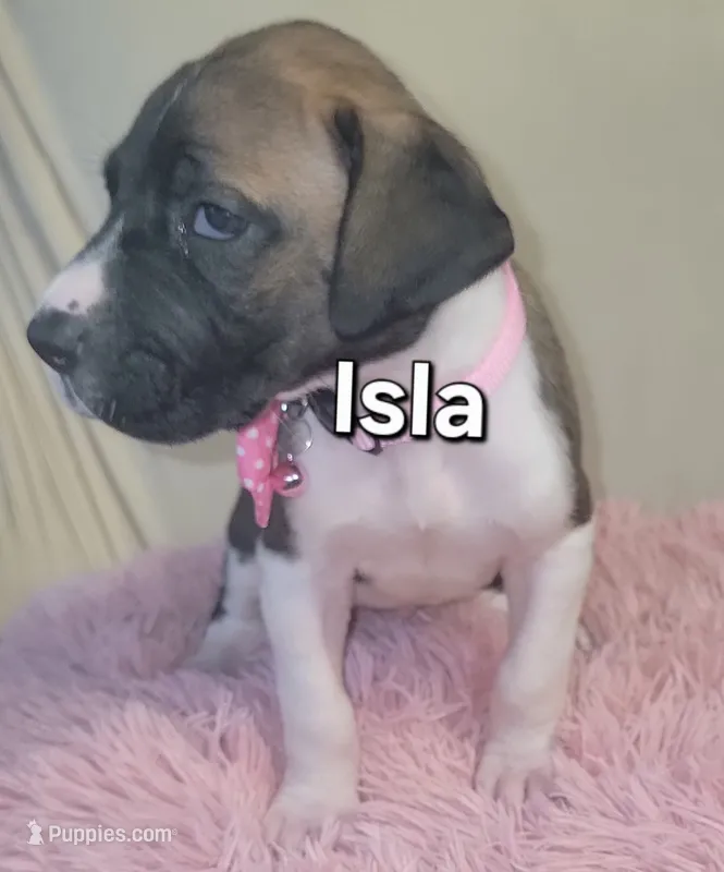 Isla – Great Dane puppy for sale in Prospect, TN