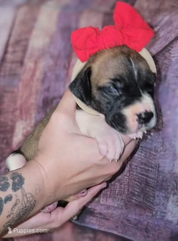 Isla – Great Dane puppy for sale in Prospect, TN