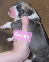 Ocean, a female Great Dane for sale in Prospect, TN – 3 of 3