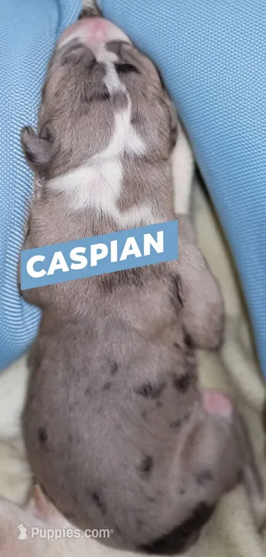 Caspian  – Great Dane puppy for sale in Prospect, TN