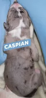 Caspian , a male Great Dane for sale in Prospect, TN – 1 of 3