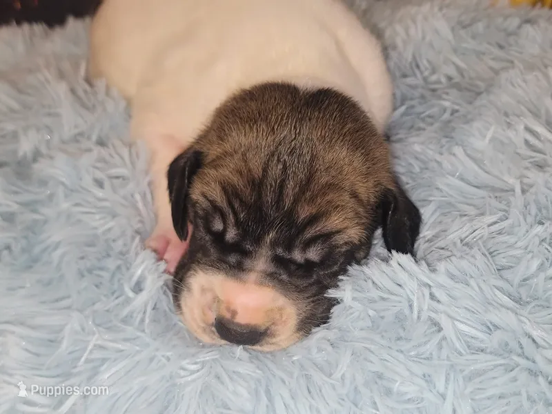MAUI  – Great Dane puppy for sale in Prospect, TN
