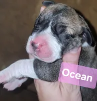 Ocean, a female Great Dane for sale in Prospect, TN – 1 of 3