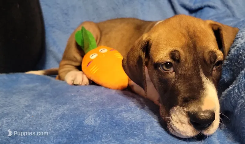 Ocean – Great Dane puppy for sale in Prospect, TN