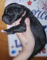 Moe, a male Great Dane for sale in Prospect, TN – 2 of 3