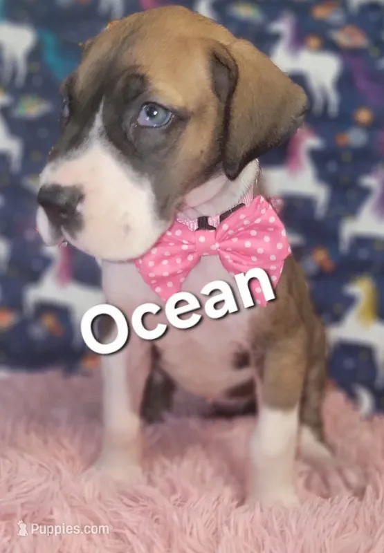 Ocean – Great Dane puppy for sale in Prospect, TN
