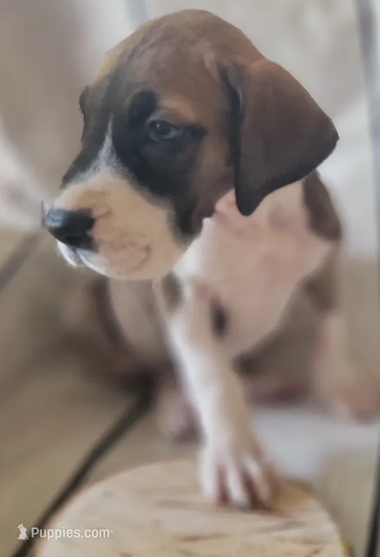 Ocean – Great Dane puppy for sale in Prospect, TN