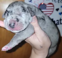 Curly , a male Great Dane for sale in Prospect, TN – 3 of 3