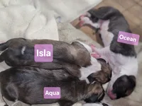 Isla, a female Great Dane for sale in Prospect, TN – 4 of 4