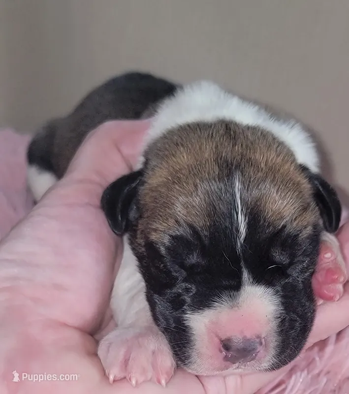 Isla – Great Dane puppy for sale in Prospect, TN