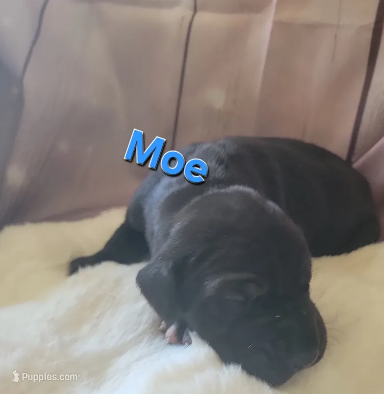 Moe – Great Dane puppy for sale in Prospect, TN