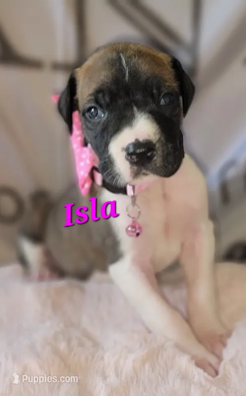 Isla – Great Dane puppy for sale in Prospect, TN