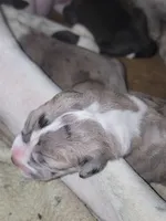 Caspian , a male Great Dane for sale in Prospect, TN – 3 of 3