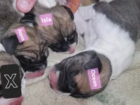 Ocean, a female Great Dane for sale in Prospect, TN – 2 of 3