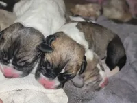 Isla, a female Great Dane for sale in Prospect, TN – 3 of 4